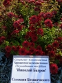 cZ_CNJcRudU