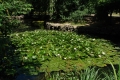Вид Nymphaea alba