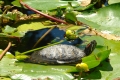 DSC09800