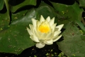 Marliacea Chromatella