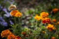 Foto12