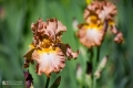 2019-05-24_00013
