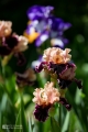 2019-05-24_00014
