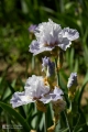 2019-05-24_00017