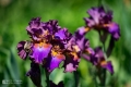 2019-05-24_00021