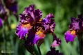 2019-05-24_00023