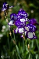 2019-05-24_00024