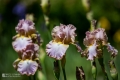 2019-05-24_00027