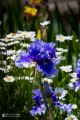 2019-05-24_00038