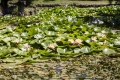 В Ботаническом саду КФУ зацвела «королева воды»