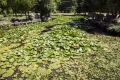 В Ботаническом саду КФУ зацвела «королева воды»