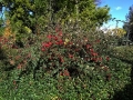 IMG_20171031_115542