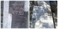 collage_photocat03